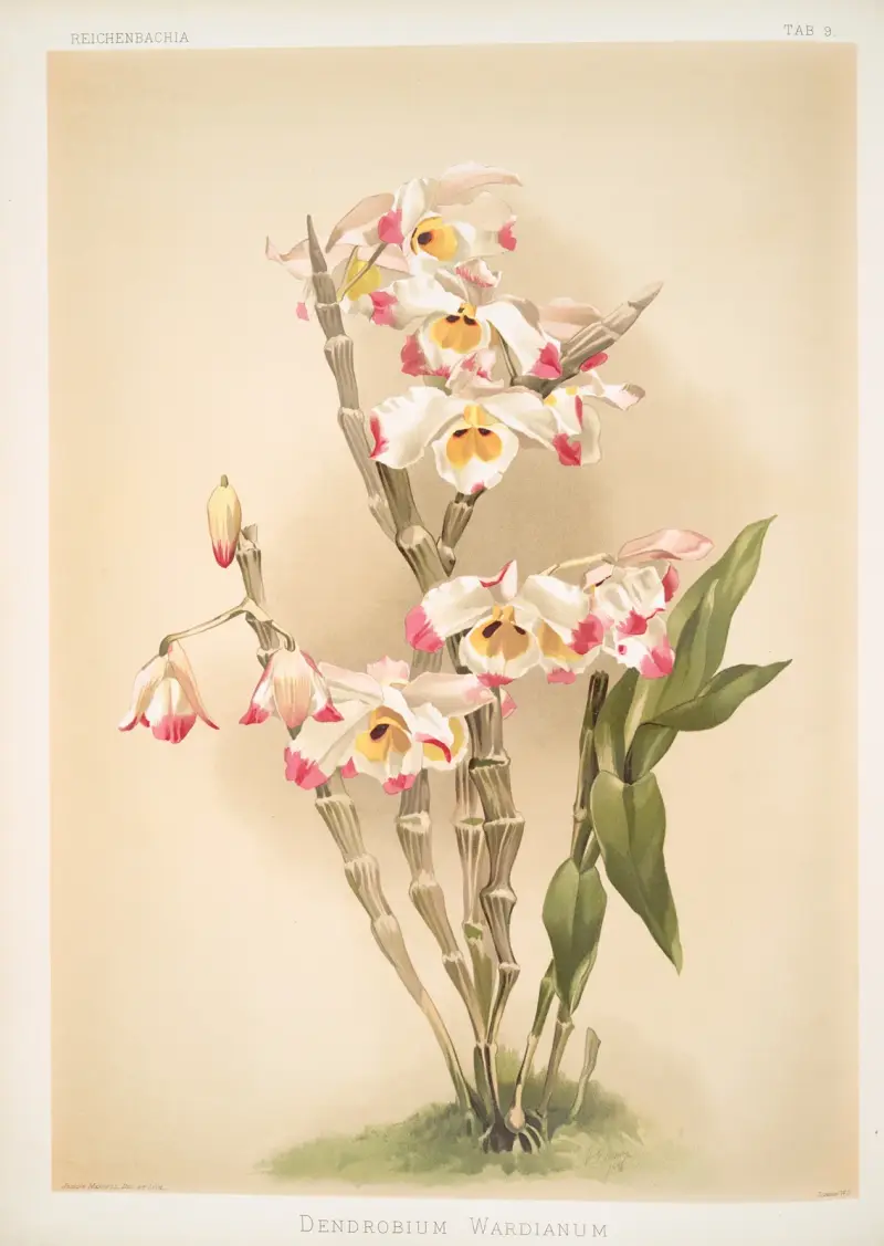 Dendrobium wardianum. av Frederick Sander