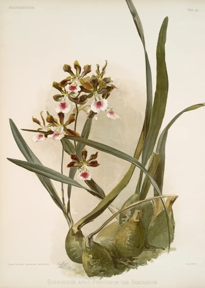 Epidendrum atro-purpureum var randianum von Frederick Sander