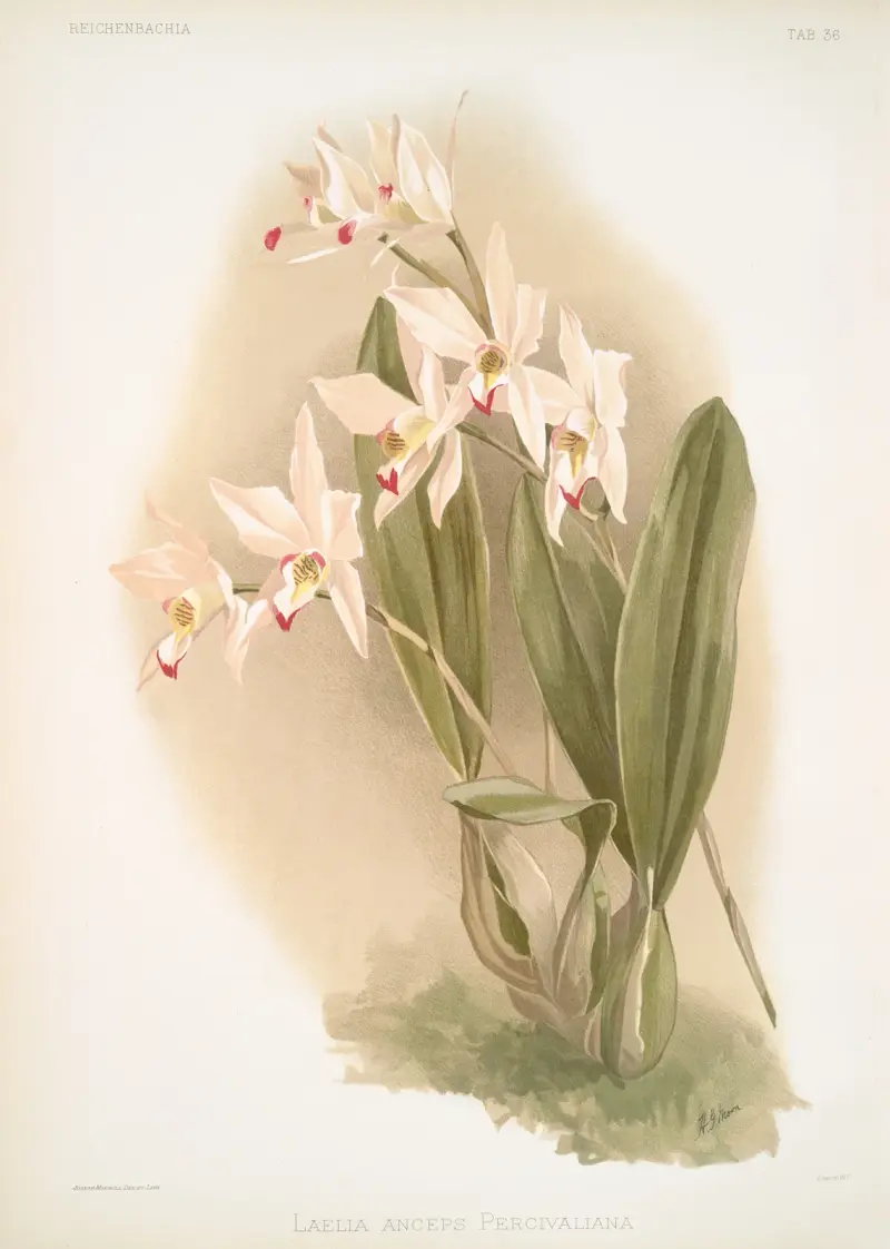Laelia anceps Percivaliana. von Frederick Sander