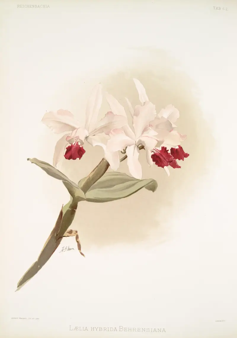 Lælia hybrida behrensiana. av Frederick Sander
