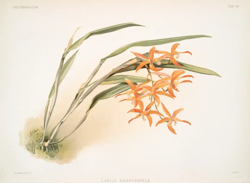Laella harpophylla. av Frederick Sander
