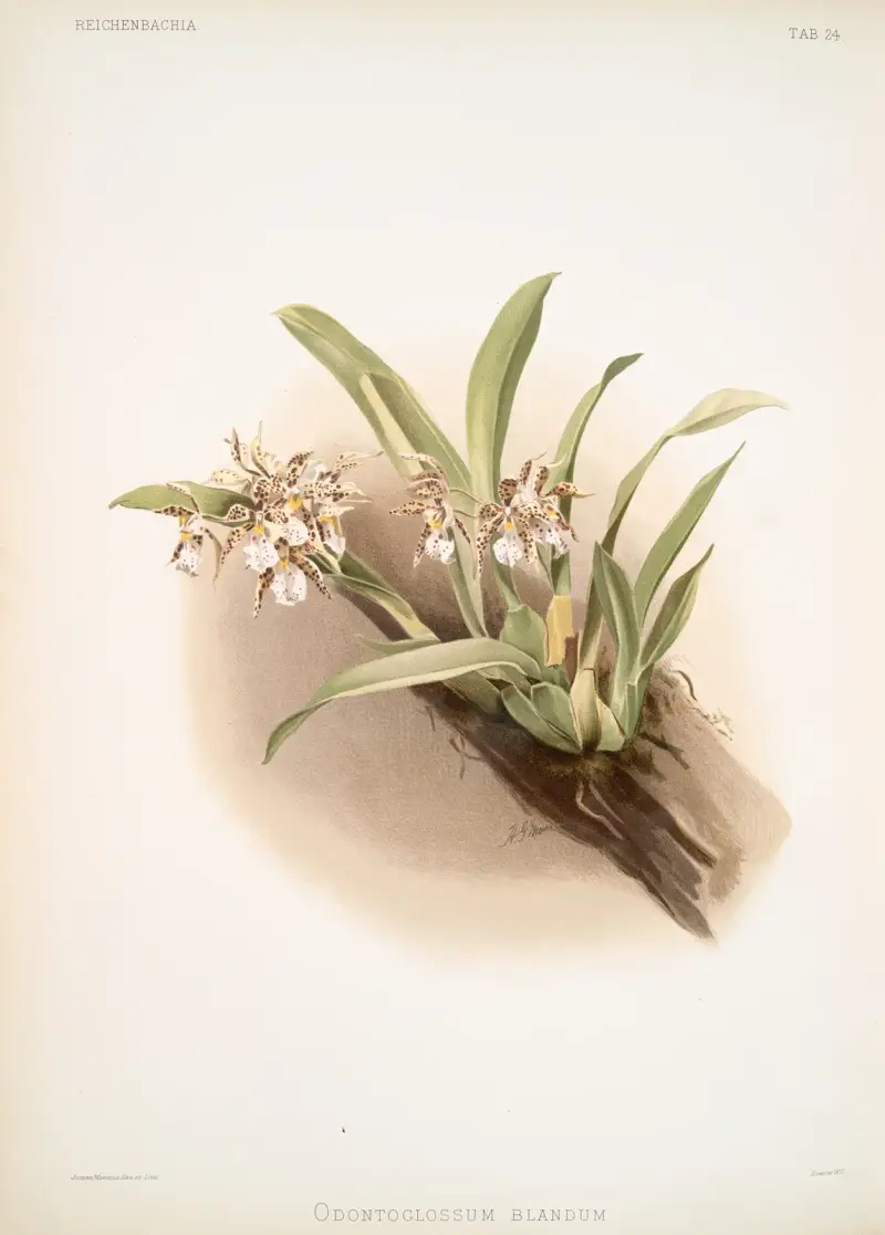 Odontoglossum blandum. av Frederick Sander