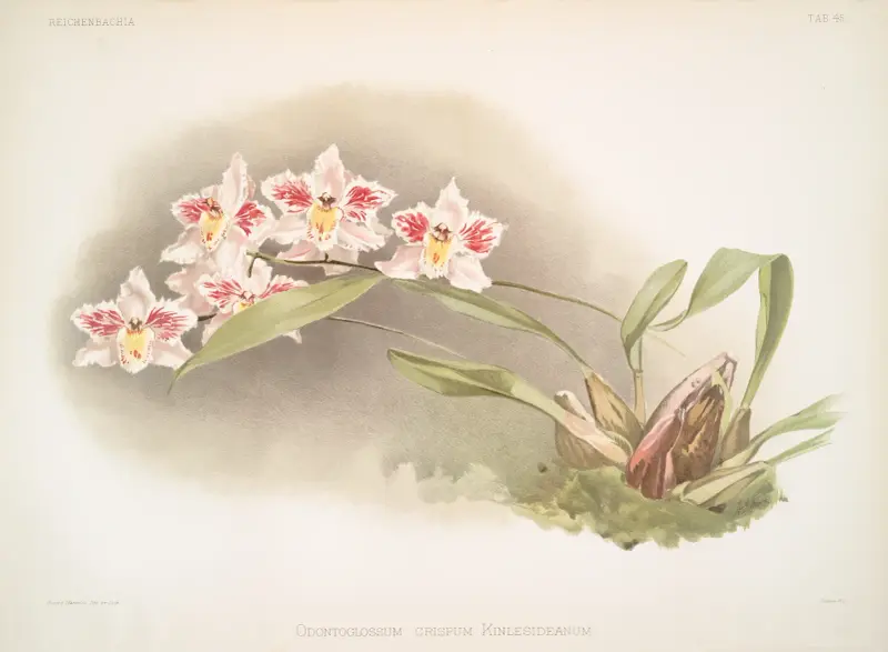 Odontoglossum crispum Kinlesideanum. av Frederick Sander