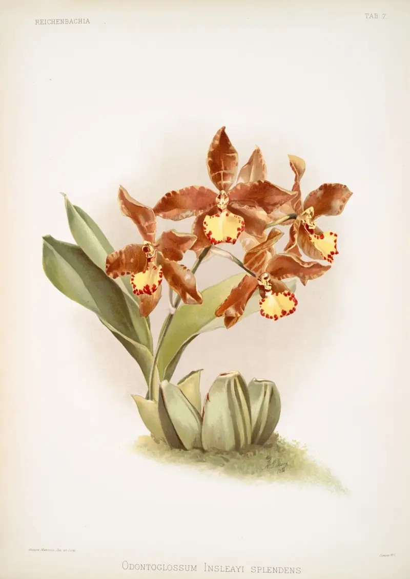Odontoglossum insleayi splendens von Frederick Sander