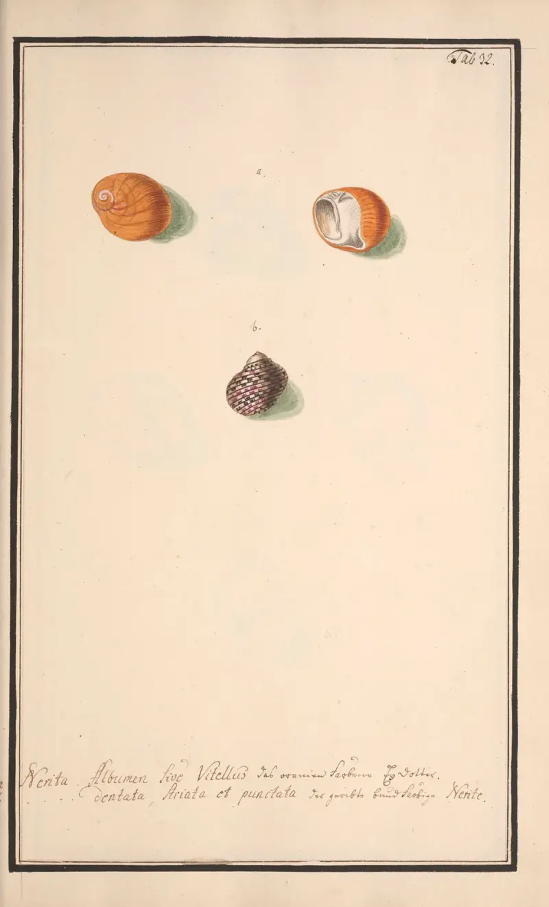 Conchylia picta ad naturam a pictore academico Pl.032 von Andreas Friedrich Happe