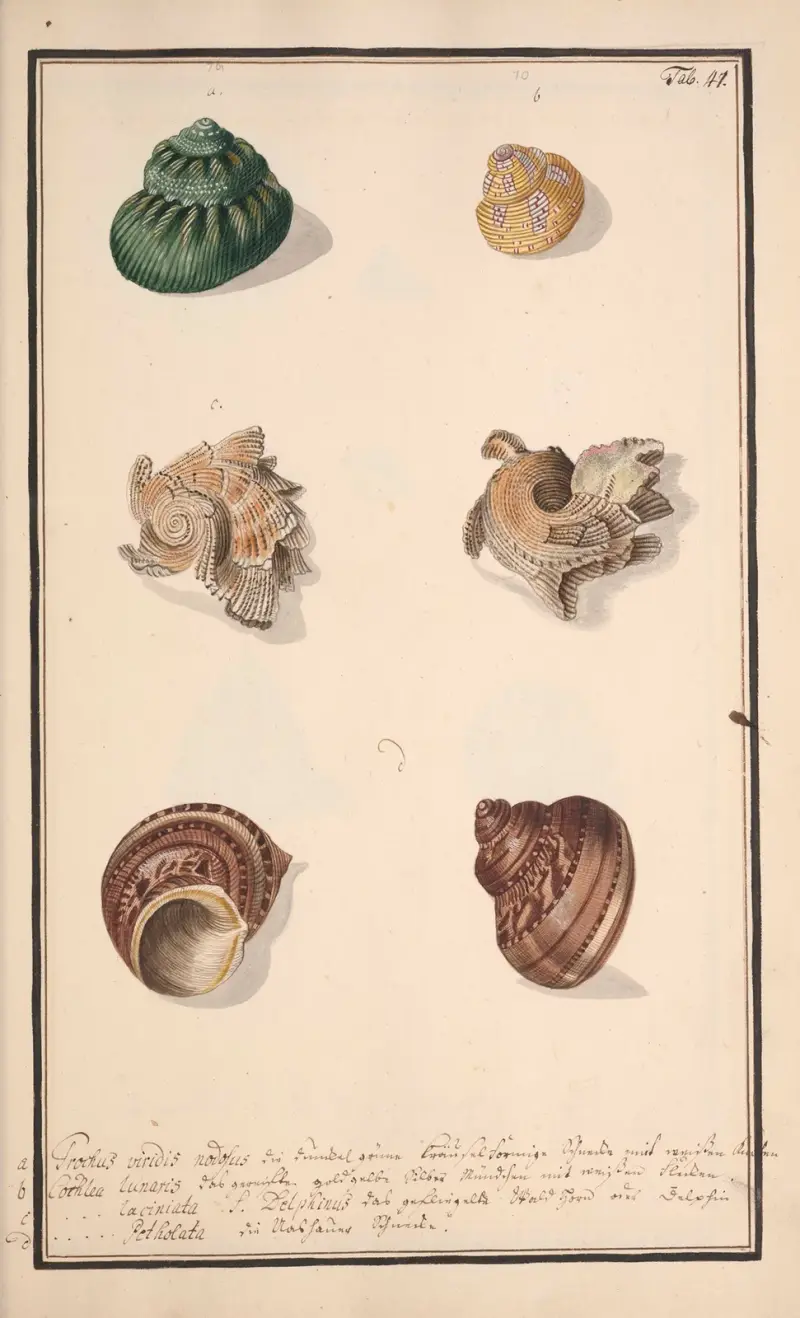 Målade snäckor efter naturen, plansch 47 av Andreas Friedrich Happe