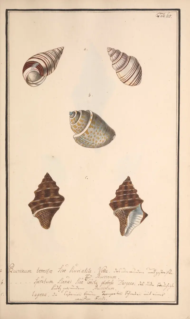 Conchylia picta ad naturam a pictore academico, Tafel 065 von Andreas Friedrich Happe
