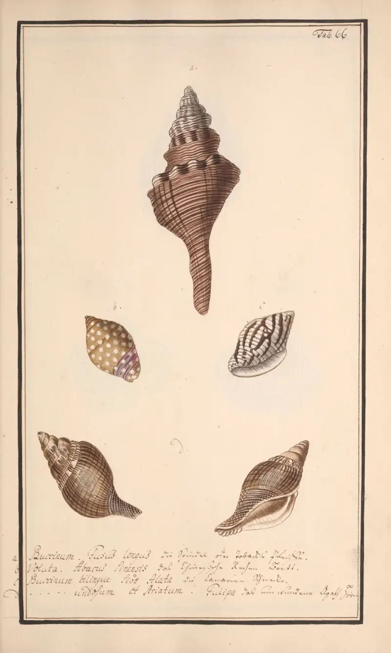 Målade snäckor efter naturen, plansch 66 av Andreas Friedrich Happe
