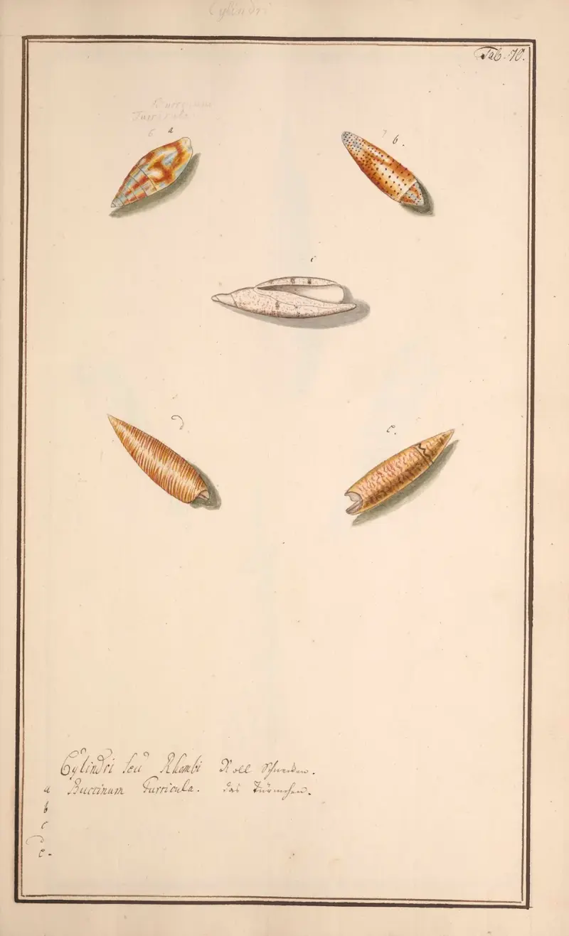 Målade snäckor efter naturen, plansch 70 av Andreas Friedrich Happe
