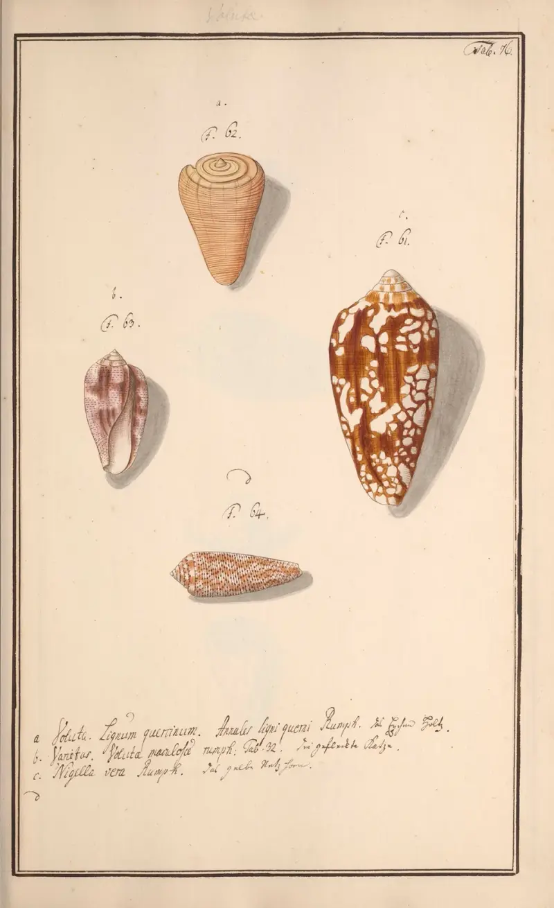 Conchylia picta ad naturam a pictore academico, Tafel 076 von Andreas Friedrich Happe