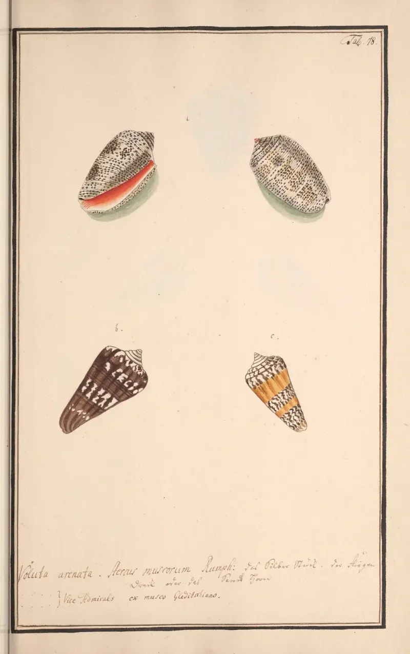 Målade snäckor efter naturen, plansch 78 av Andreas Friedrich Happe