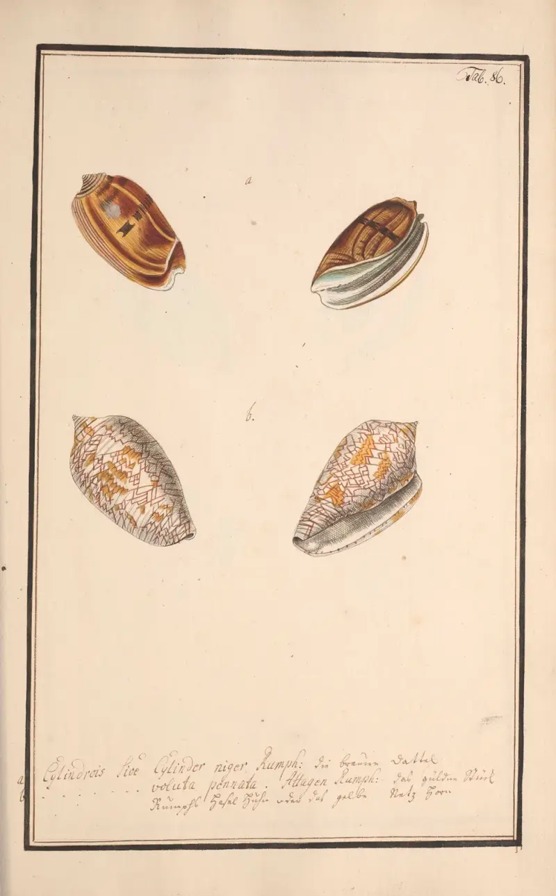 Målade snäckor efter naturen, plansch 86 av Andreas Friedrich Happe