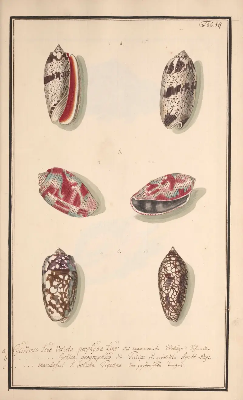 Conchylia picta ad naturam a pictore academico Pl.089 von Andreas Friedrich Happe