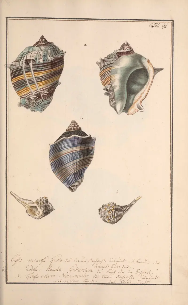 Conchylia picta ad naturam a pictore academico Pl.096 von Andreas Friedrich Happe
