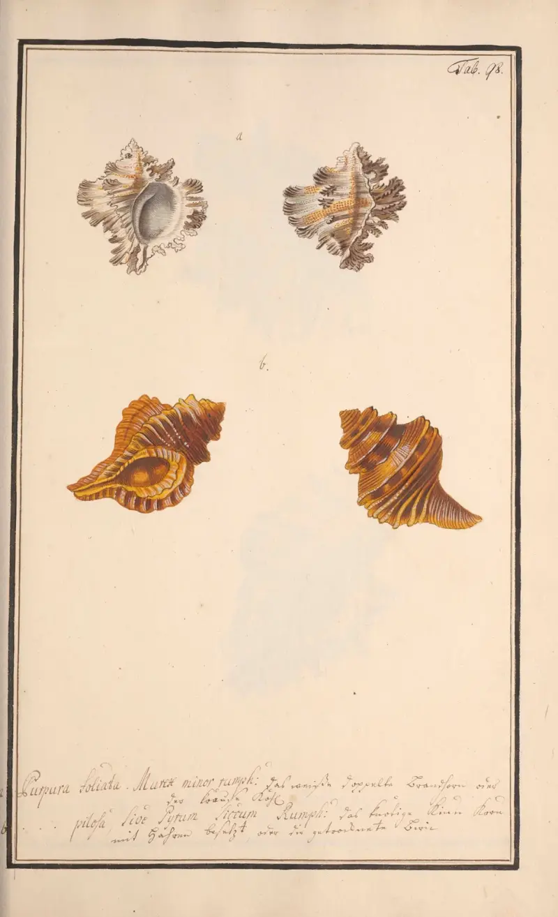 Conchylia picta ad naturam a pictore academico, Tafel 098 von Andreas Friedrich Happe