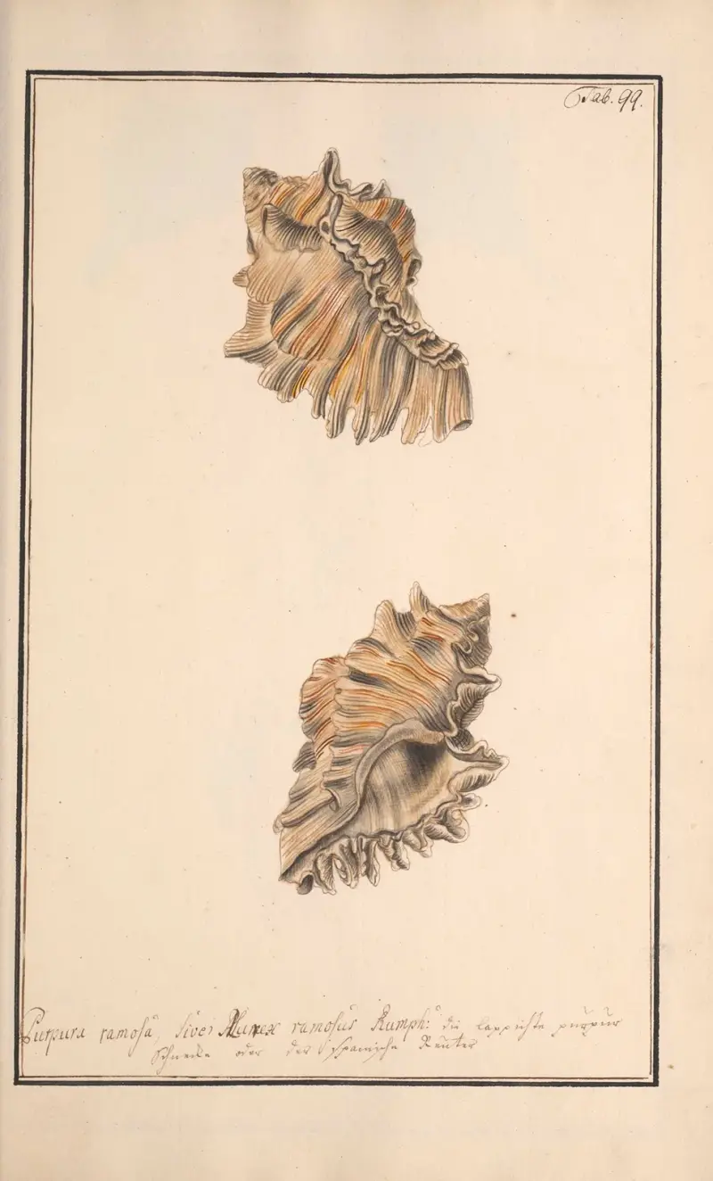 Målade snäckor efter naturen, plansch 99 av Andreas Friedrich Happe