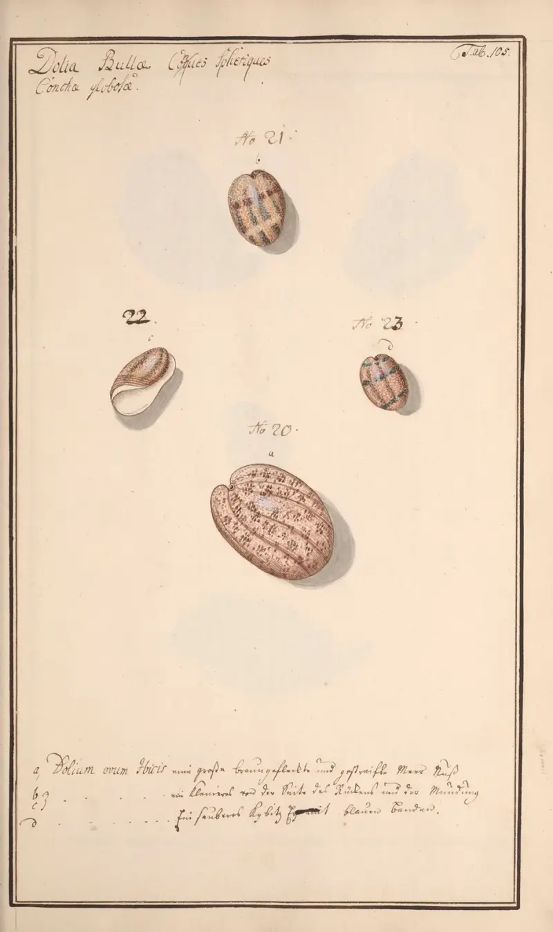Målade snäckor efter naturen, plansch 105 av Andreas Friedrich Happe