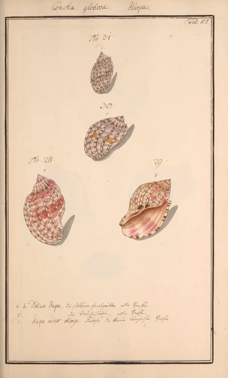 Målade snäckor efter naturen, plansch 107 av Andreas Friedrich Happe