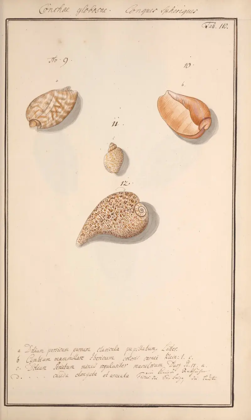 Conchylia picta ad naturam a pictore academico Pl.110 av Andreas Friedrich Happe