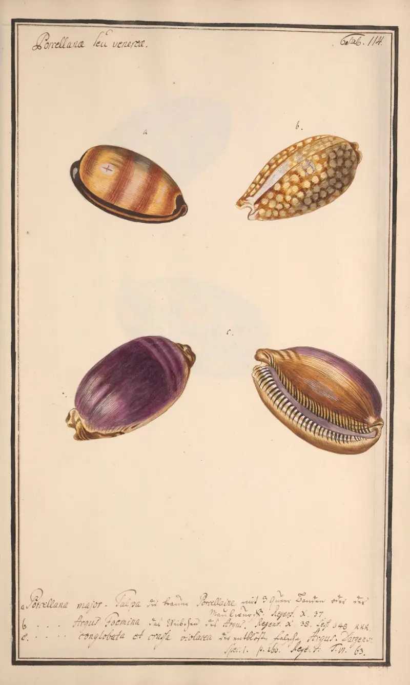 Målade snäckor efter naturen, plansch 114 av Andreas Friedrich Happe
