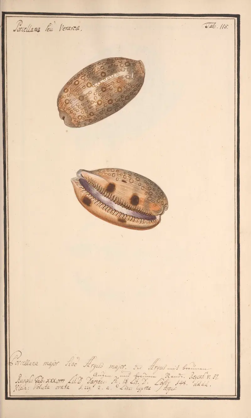 Målade snäckor efter naturen, plansch 115 av Andreas Friedrich Happe