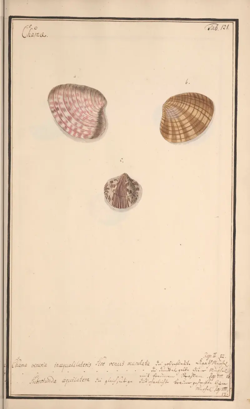 Conchylia picta ad naturam a pictore academico Pl.121 von Andreas Friedrich Happe