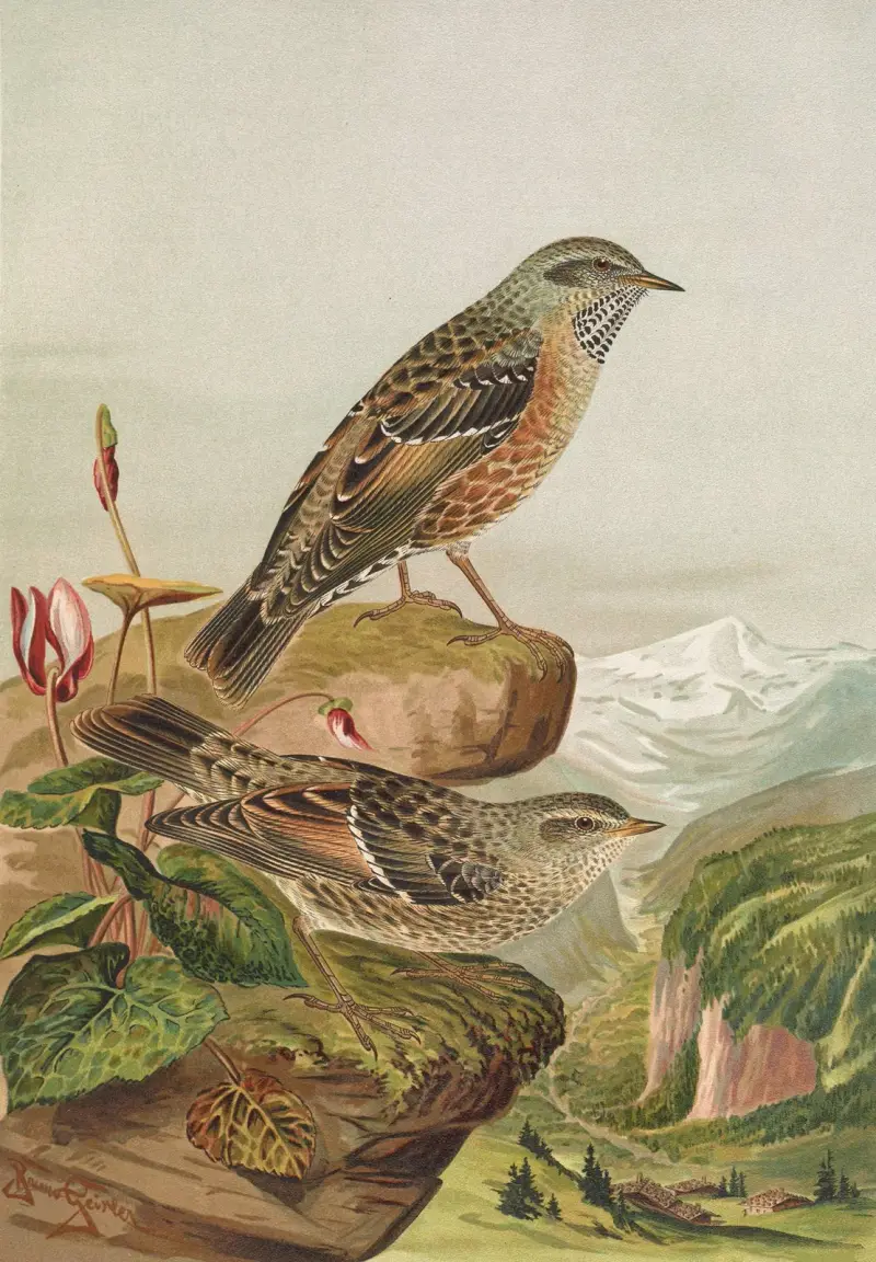 Accentor collaris von Johann Friedrich Naumann