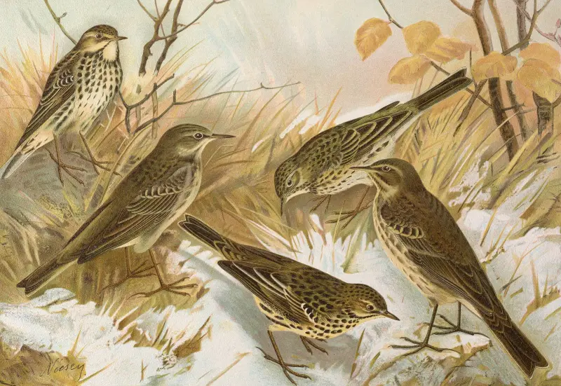 Anthus pratensis, cervinus, spipoletta, obscurus av Johann Friedrich Naumann