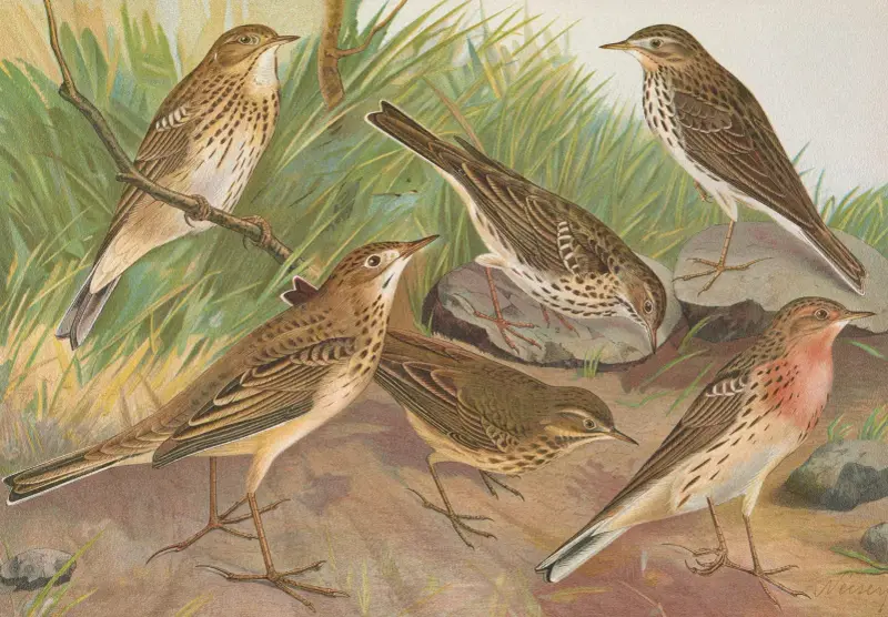 Anthus trivialis, pratensis, Richardi Vieillot, cervinus, pensilvanicus von Johann Friedrich Naumann