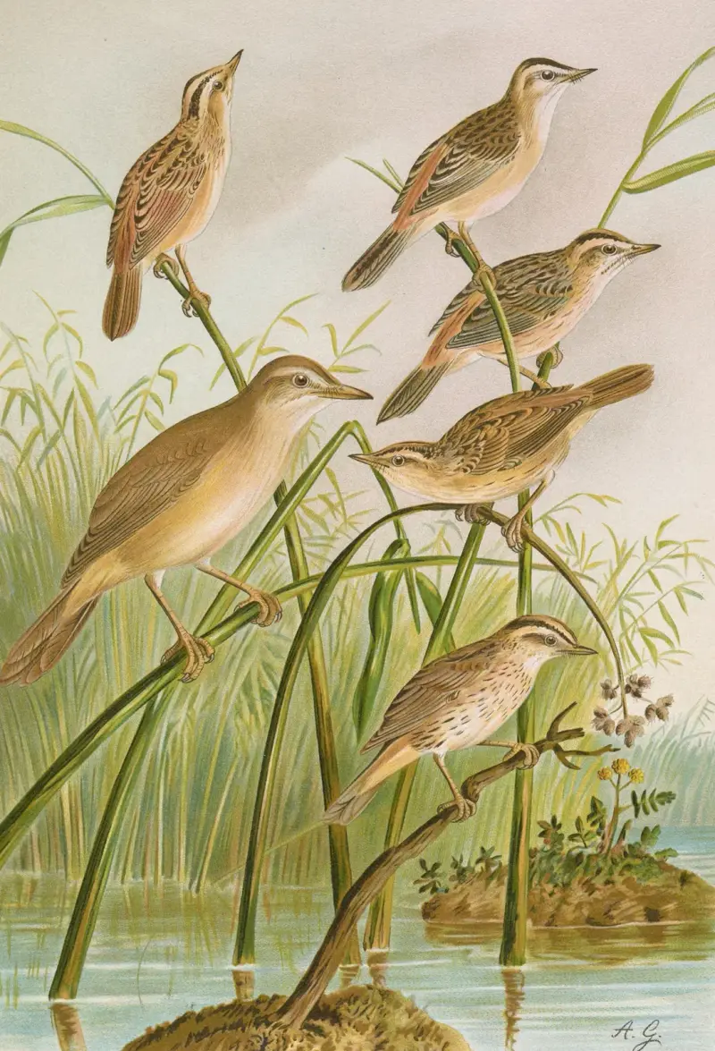 Calamodus schoenobaenus, aquaticus, arundinaceus von Johann Friedrich Naumann