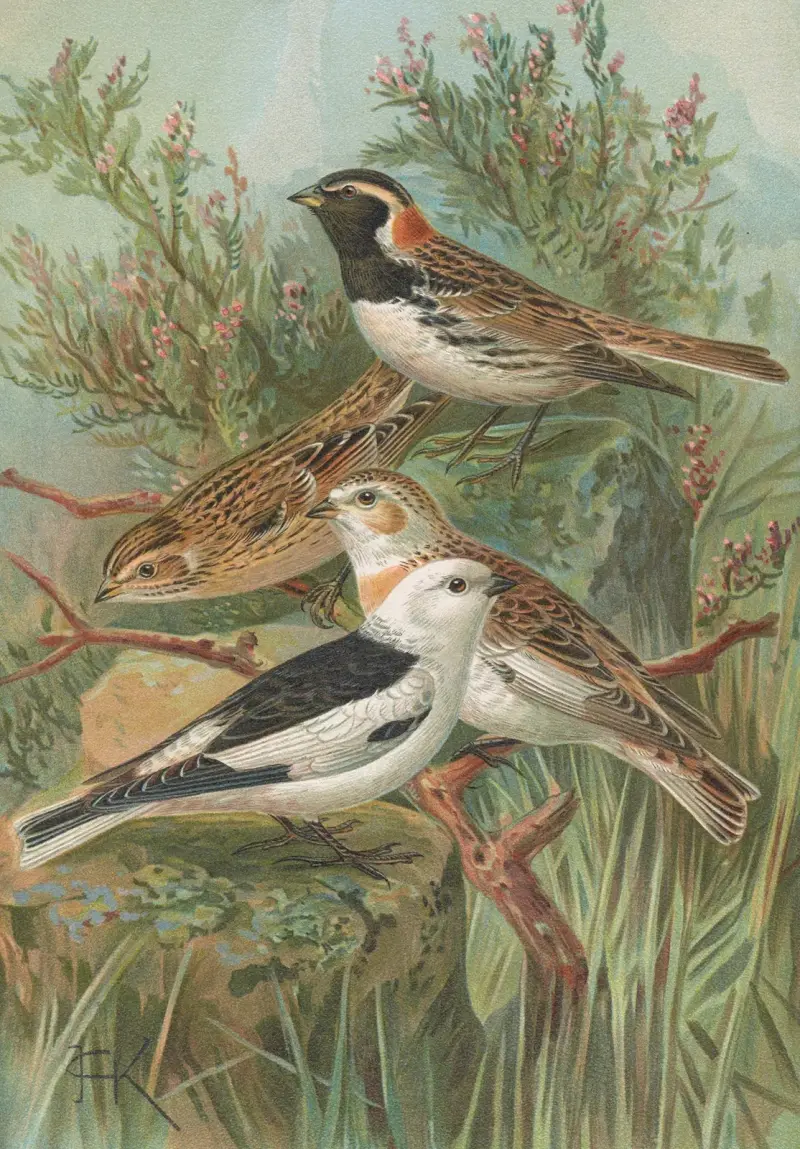 Calcarius lapponicus, Plectrophenax nivalis av Johann Friedrich Naumann