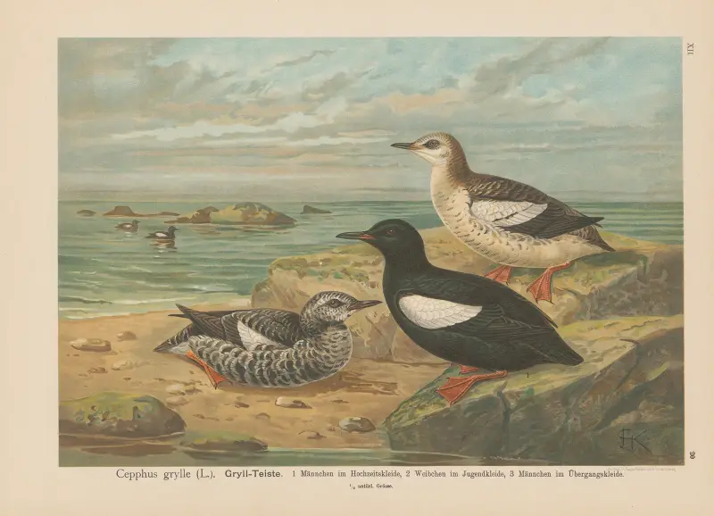 Cepphus grylle von Johann Friedrich Naumann