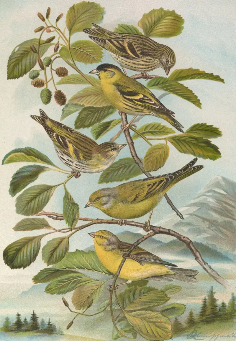 Chrysomitris spinus, Chrysomitris citrinella, Chrysomitris corsicanus (Kònig) av Johann Friedrich Naumann