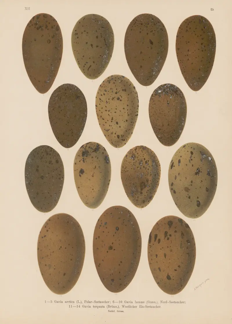 Eiertafel – Nr. 2 von Johann Friedrich Naumann
