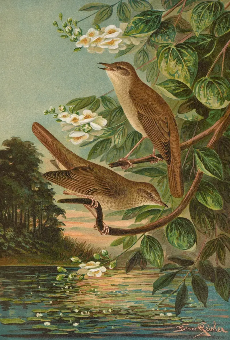 Erithacus luscinia, Erithacus philomela av Johann Friedrich Naumann
