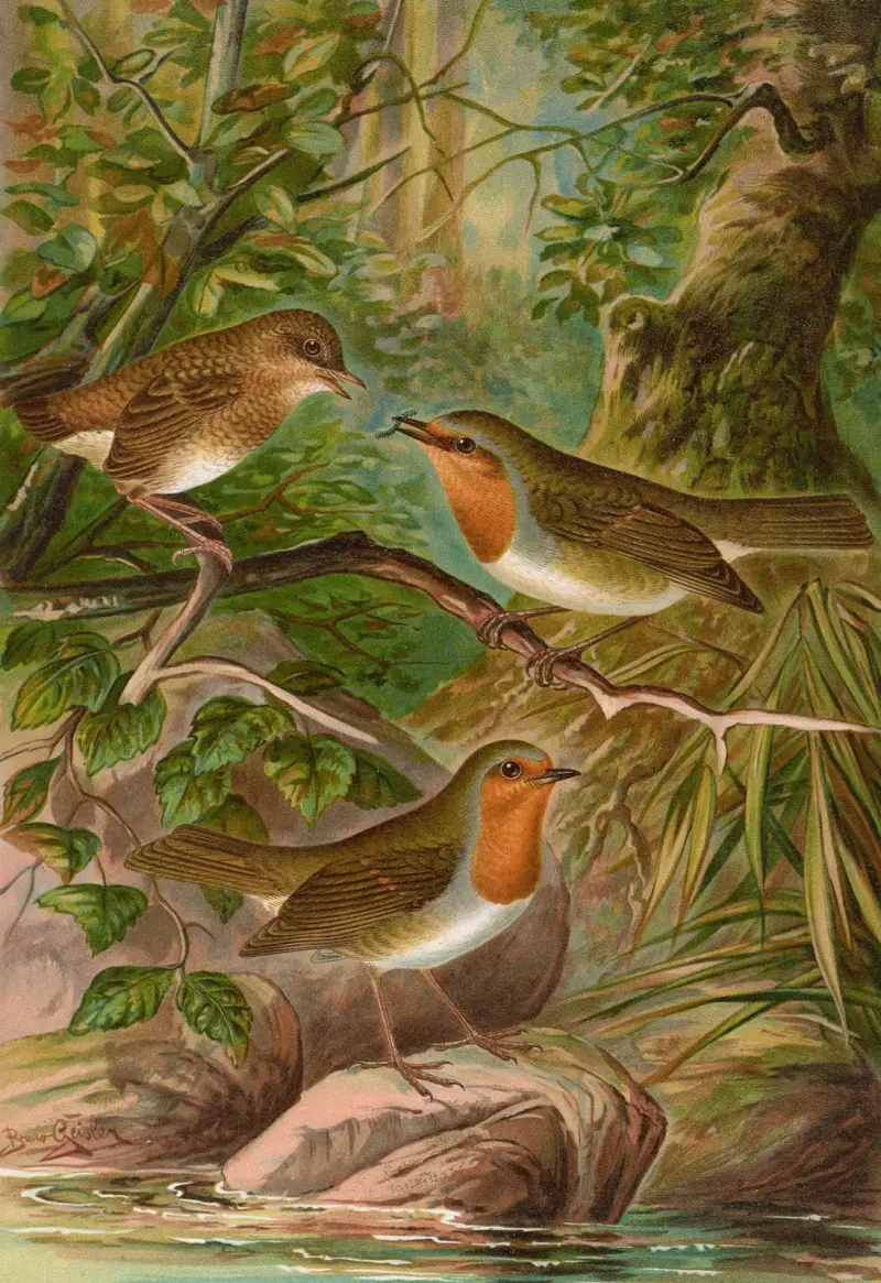 Erithacus rubeculus, Johann Friedrich Naumann