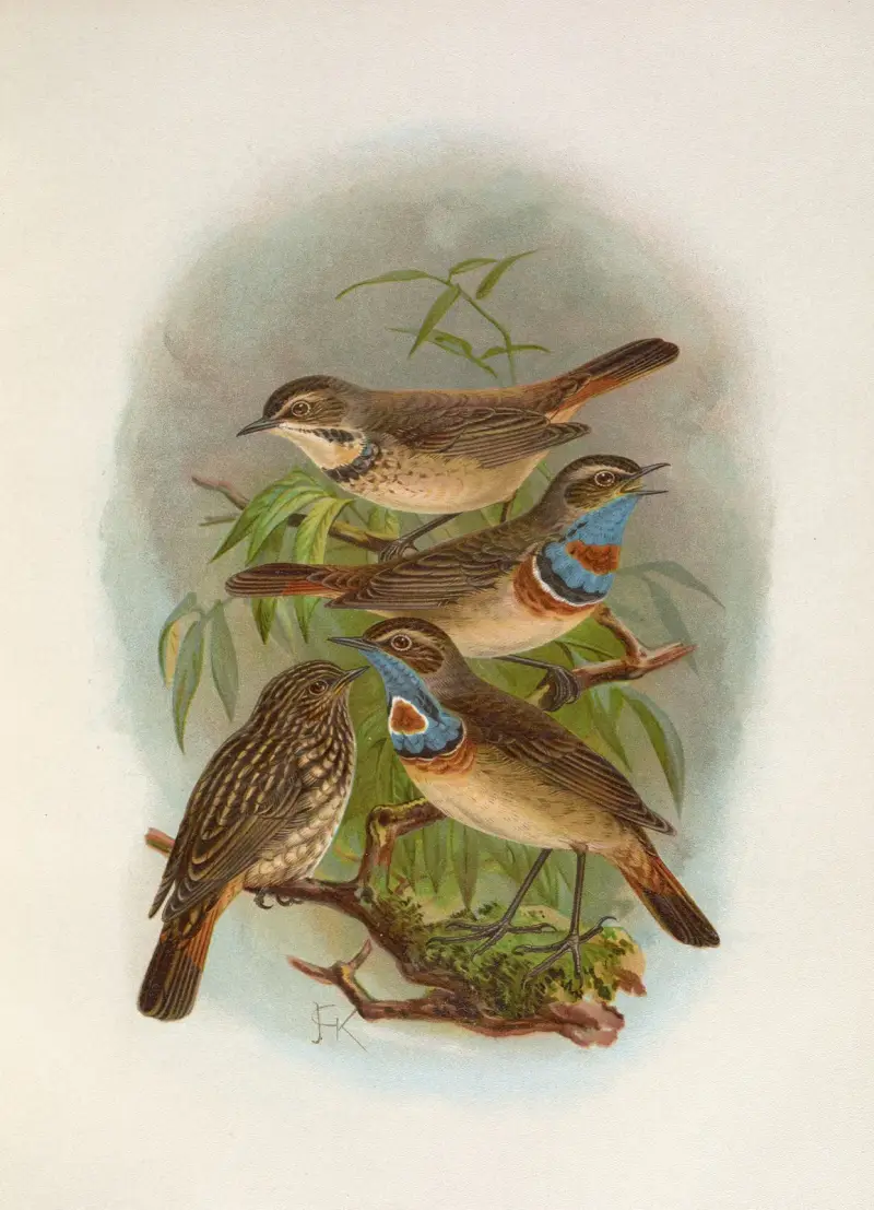 Erithacus suecicus, Johann Friedrich Naumann