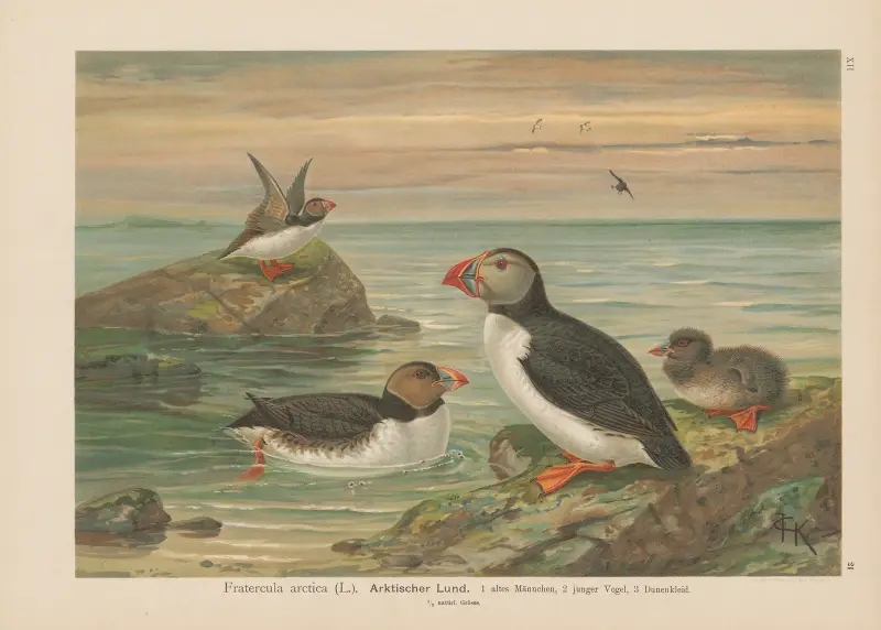 Fratercula arctica von Johann Friedrich Naumann