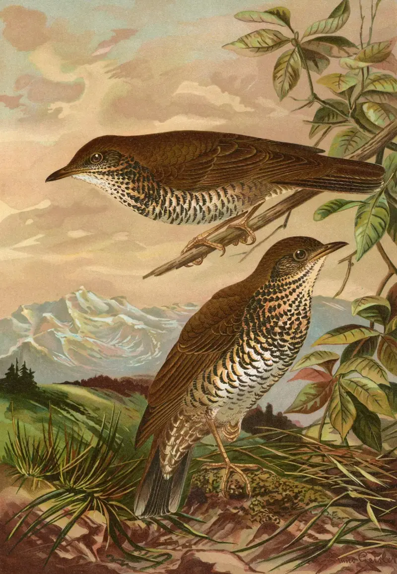 Geocichla mollissima von Johann Friedrich Naumann