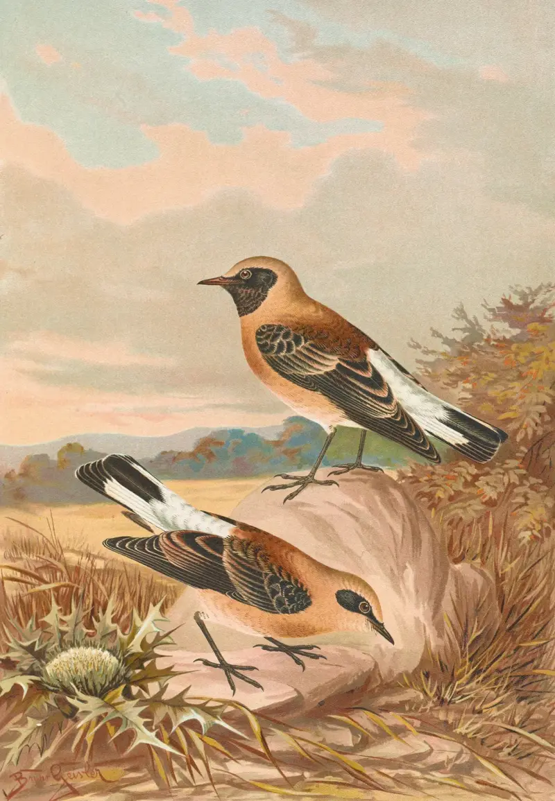 Saxicola stapazina, Saxicola aurita, Johann Friedrich Naumann