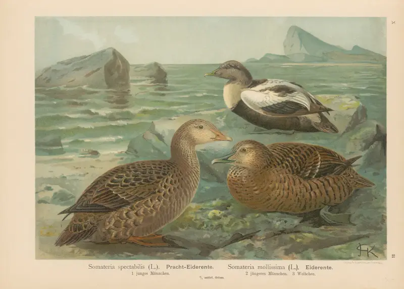 Somateria spectabilis, Somateria mollissima von Johann Friedrich Naumann