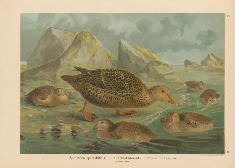 Somateria spectabilis (Praktedderfugl), Johann Friedrich Naumann