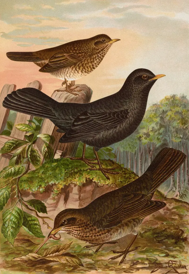Turdus merula von Johann Friedrich Naumann