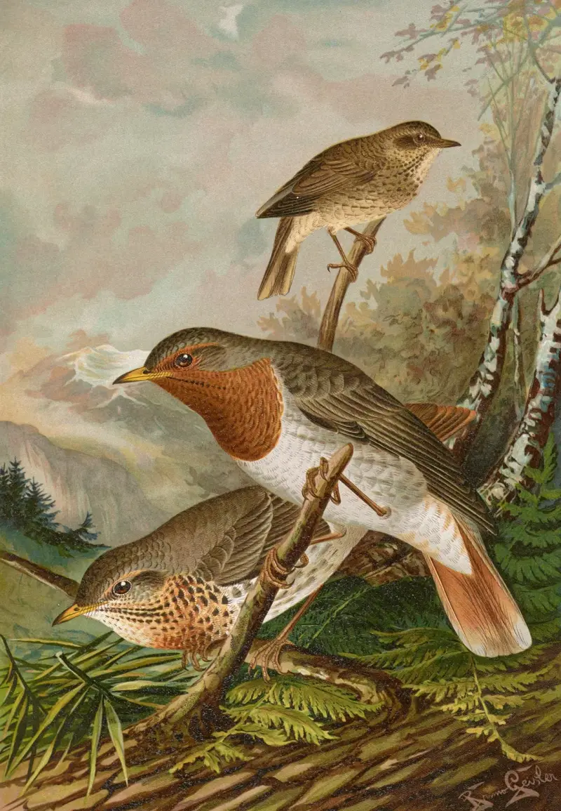 Turdus ruficollis von Johann Friedrich Naumann