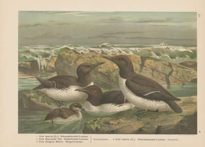 Uria lomvia, Uria Brünnichi, Uria rhingvia, Nr. 2 von Johann Friedrich Naumann