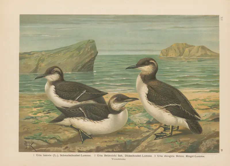 Uria lomvia, Uria Brünnichi, Uria rhingvia – nr 1 av Johann Friedrich Naumann