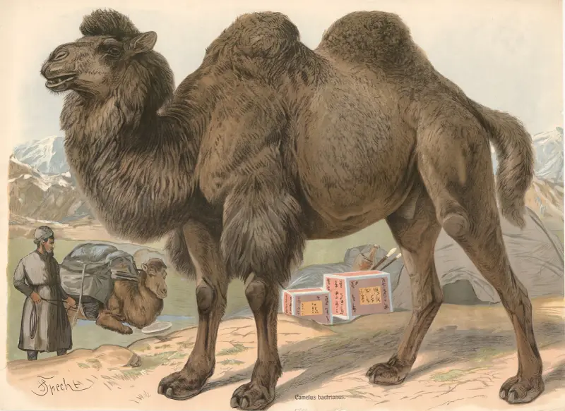 Dvouhrbý velbloud (Camelus bactrianus), Friedrich Specht