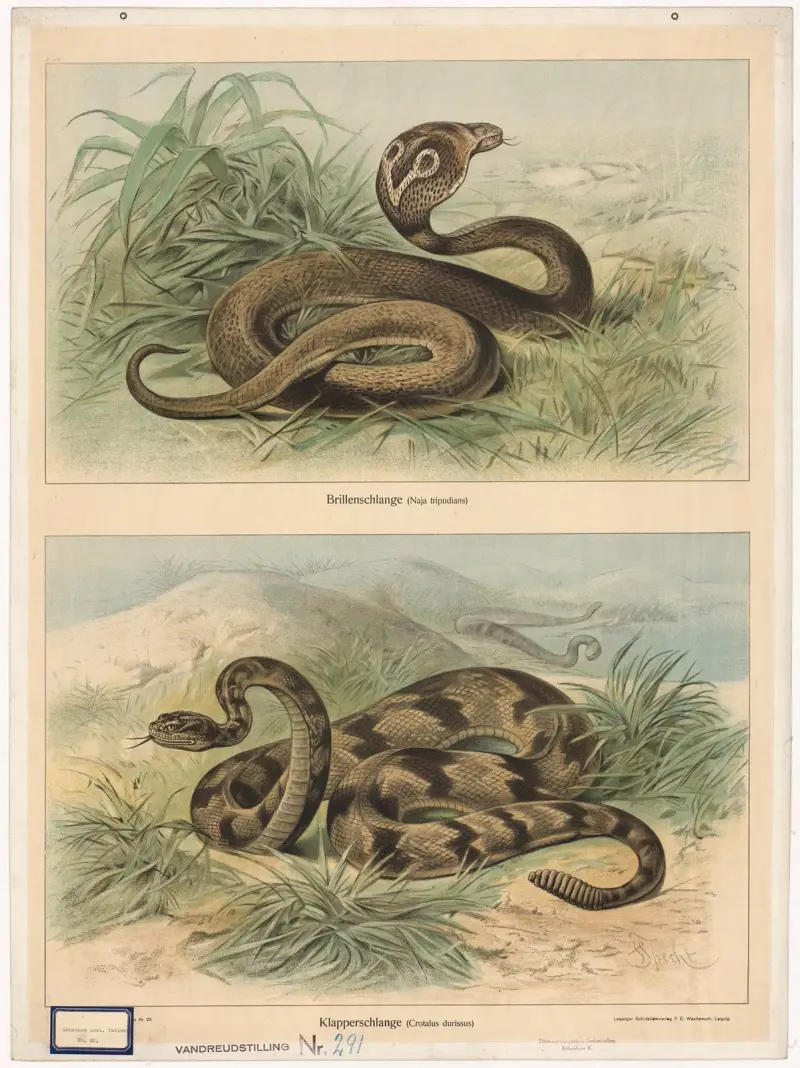 Glasögonorm (Naja tripudians). Skallerorm (Crotalus durissus) av Friedrich Specht