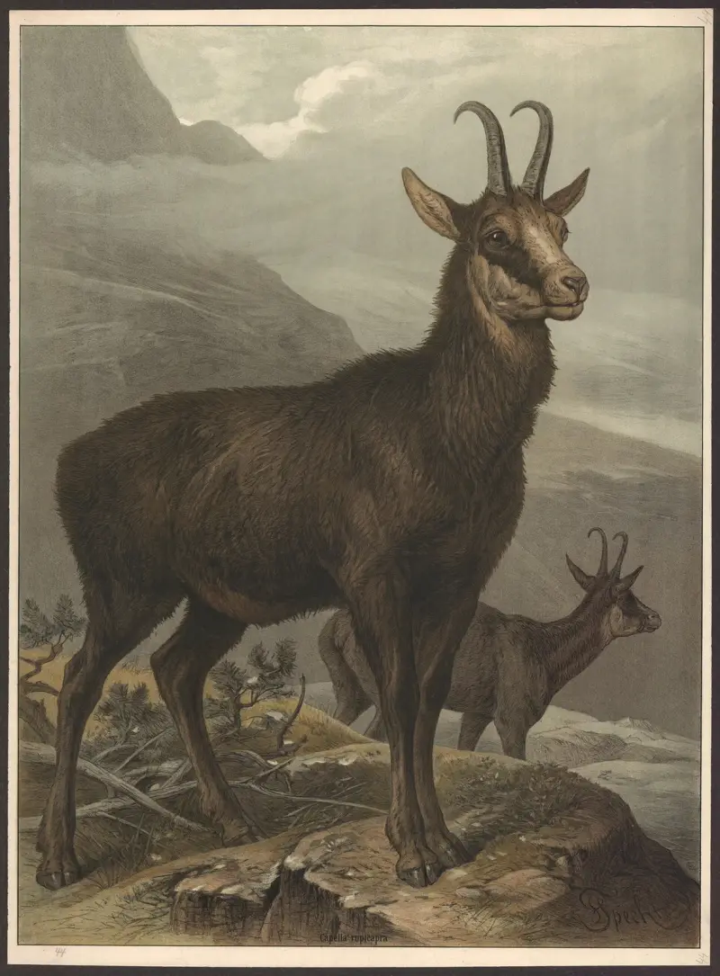 Kozica, Friedrich Specht