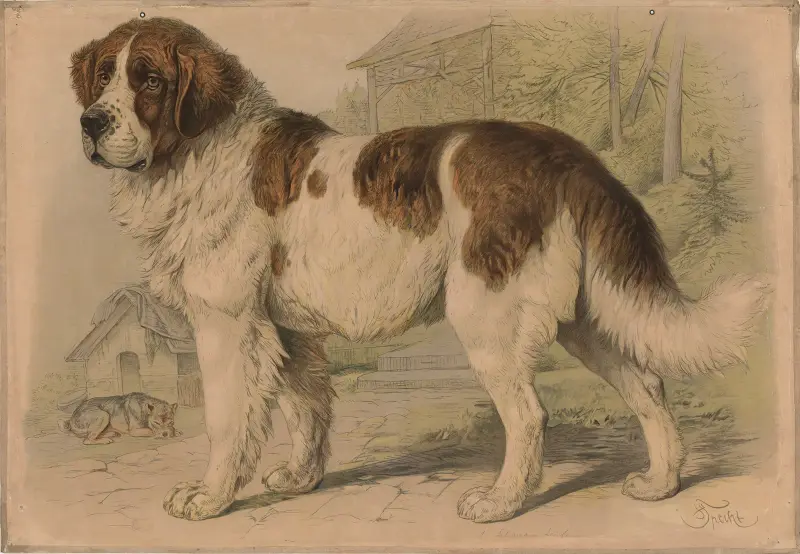 Pies, Friedrich Specht